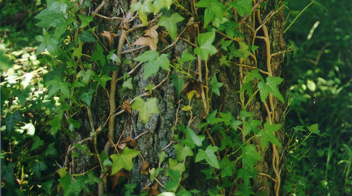 Ivy Climbing on a Tree Trunk